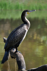 Great Cormorant (Phalacrocorax carbo). Greece