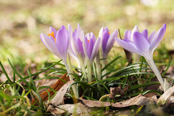 Fototapeta premium Beautiful crocus flowers growing outdoors, closeup view