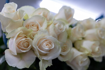 White roses for gift. Abstract White roses flower. White Rose.Valentine twinkled bright background. valentine day concept, Roses for export