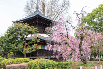 寺院の前に咲くピンク色のしだれ桜　栃木県足利市　鑁阿寺