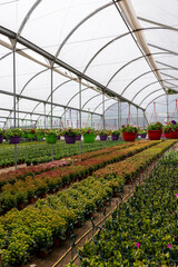 Large greenhouse with several different plants and flowers growing