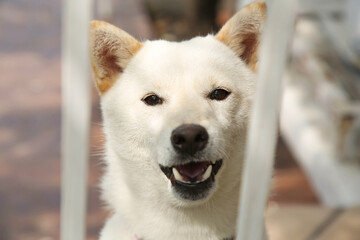 Shiba Inu dog near metal fence outdoors, closeup