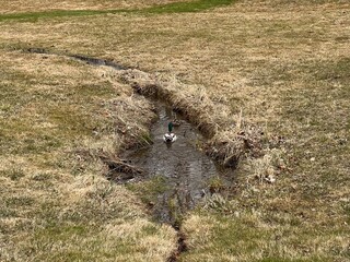 Two ducks swimming in a spring creek