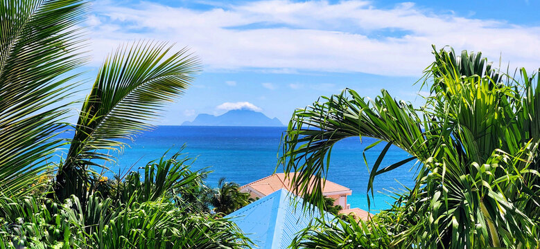 palm trees and blue sky