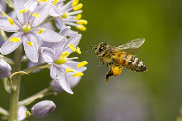 bee on flower