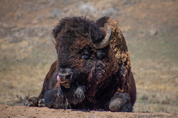 Bison lipping lips