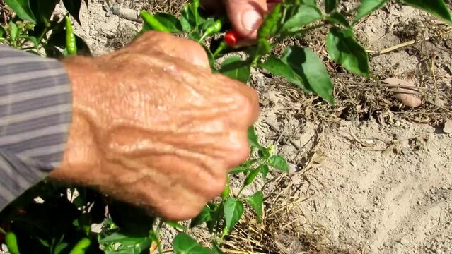 harvest picking chili pepper farm plantation