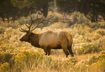 Bull Elk during Fall Rut