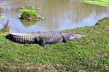 Alligator by Pond
