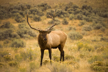 Bull Elk during Fall Rut