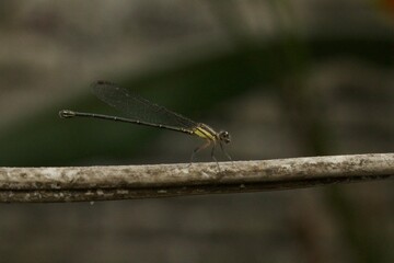 dragonfly posing on top of a branch