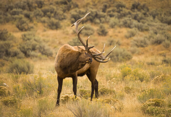 Bull Elk during Fall Rut