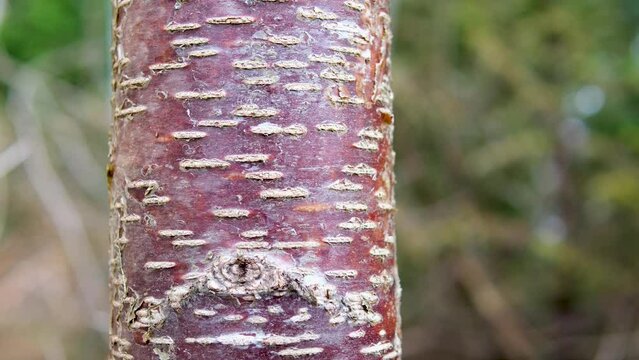 Striped Bark of Prunus serial x serrulata Tree, or the Japanese and Tibetan Cherry. Pin Cherry. High quality 