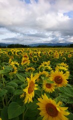 field of sunflowers