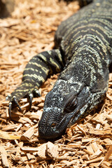 Lace Monitor with tongue out is a australian lizard species a kind of goanna. - 590674559