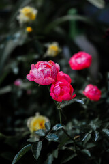 Flowering orchids that I planted in my home garden to make it look more beautiful