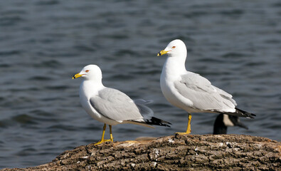 Ring-billed Gulls on a log