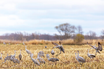 Flock of Sandhill crane ((Antigone canadensis) looking for food in a corn field