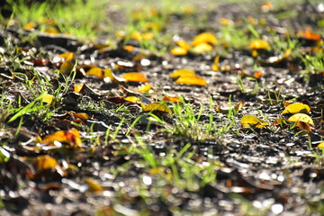 Folhas caidas ao chão