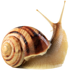 Natural small garden snail on the desk © BillionPhotos.com
