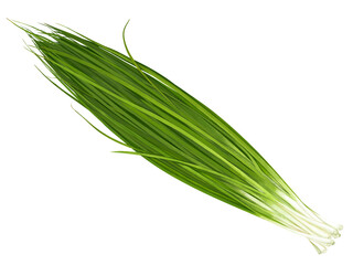 万能ねぎのリアルなテイストの手描きイラスト