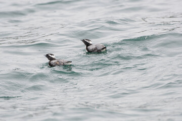 Fototapeta premium Pair of Japanese Murrelets in summer plumage swimming