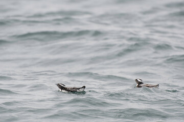Naklejka premium Pair of Japanese Murrelets in summer plumage swimming