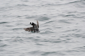Fototapeta premium Japanese Murrelet in summer plumage flapping