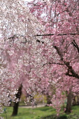 桜林に咲く満開の桜