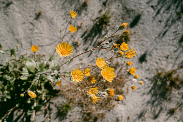 Desert flowers. Anza Borrego State Park