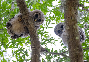 Barred owl babies
