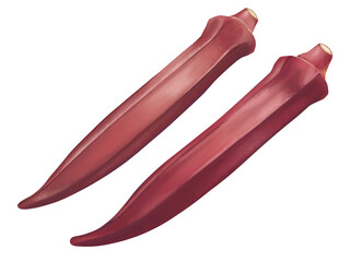 赤オクラのリアルなテイストの手描きイラスト