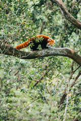Red Panda in a tree
