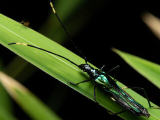 Shiny longhorn beetle