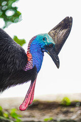 Cassowary at Etty Beach