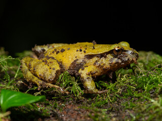 Rosy ground frog
