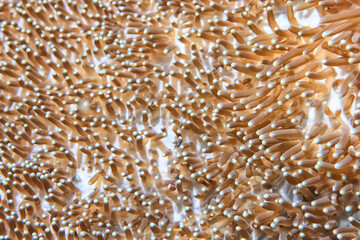 corals climate warming underwater background ocean problem