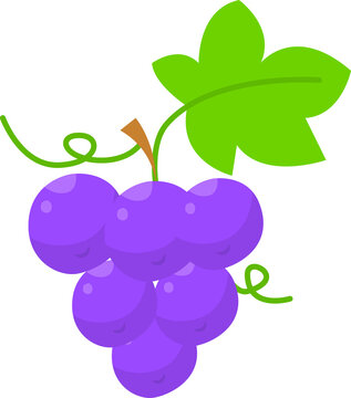 grape illustrations