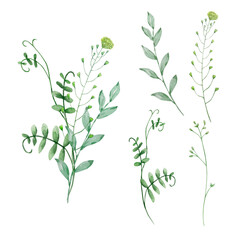 Watercolor bouquet of wildflowers, illustration for cards