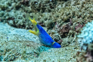 Fototapeta na wymiar ribbon moray eel fish reef tropical sea background