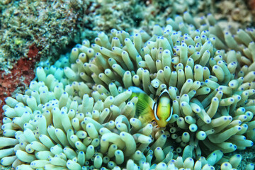 Naklejka na ściany i meble small colorful coral fish on the reef underwater tropical wildlife