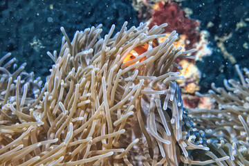 Plakat clown fish on an anemone underwater reef in the tropical ocean