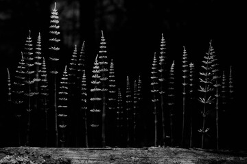 green shoots graphics concept nature horsetail in the forest