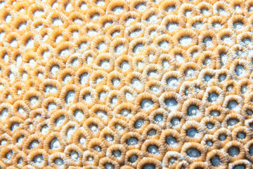 coral texture underwater background reef abstract sea