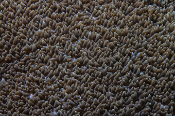 coral texture underwater background reef abstract sea