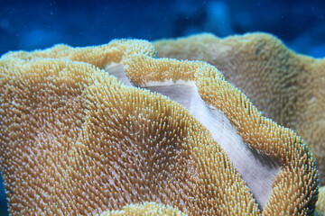coral texture underwater background reef abstract sea