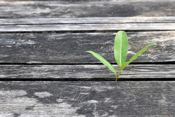 tree growing from gap of wooden bridge floor, strength of life concept