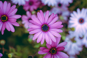 Obraz premium Flor Rosa