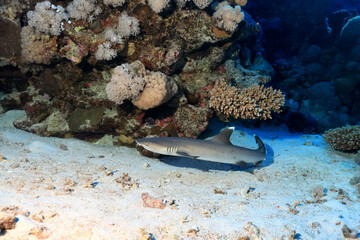 Naklejka na ściany i meble reef shark underwater photo wildlife