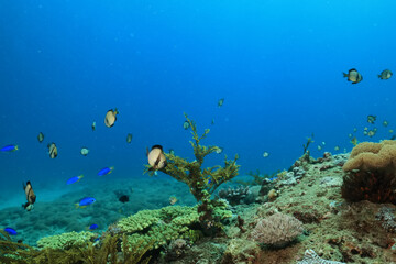Fototapeta na wymiar flock of young small school fish under water background ocean
